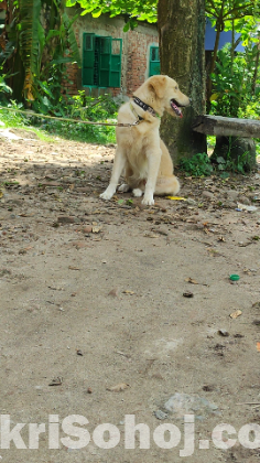 Golden Retriver Male Dog